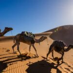 Camel trekking in the Sahara Desert, Morocco