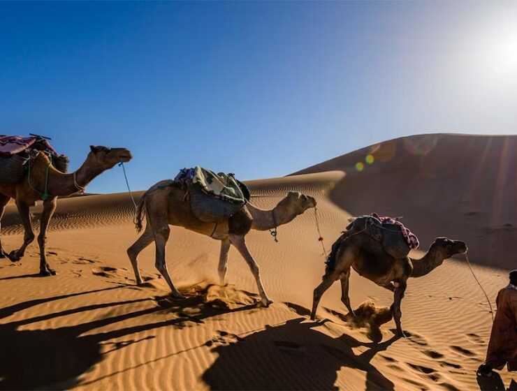 Camel trekking in the Sahara Desert, Morocco