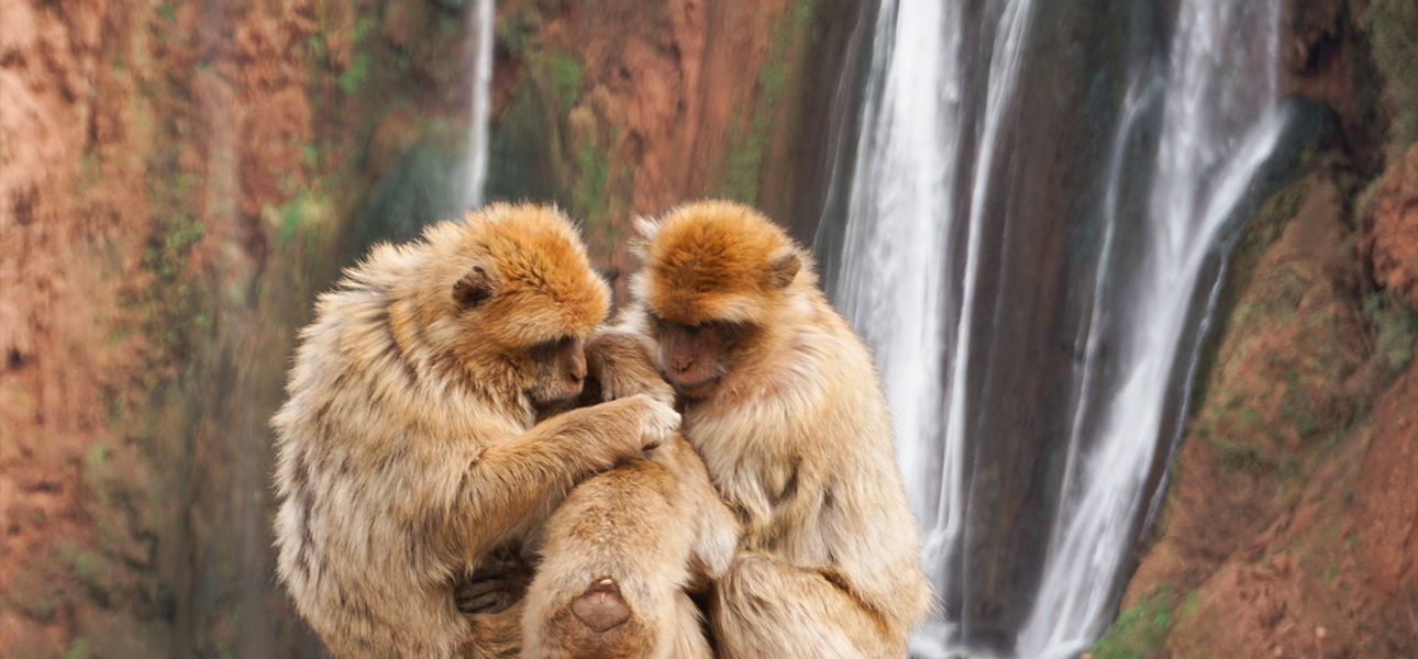 Day tour from Marrakech to Ouzoud waterfalls